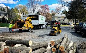 How Our Tree Care Process Works  in  Atlantic City, NJ